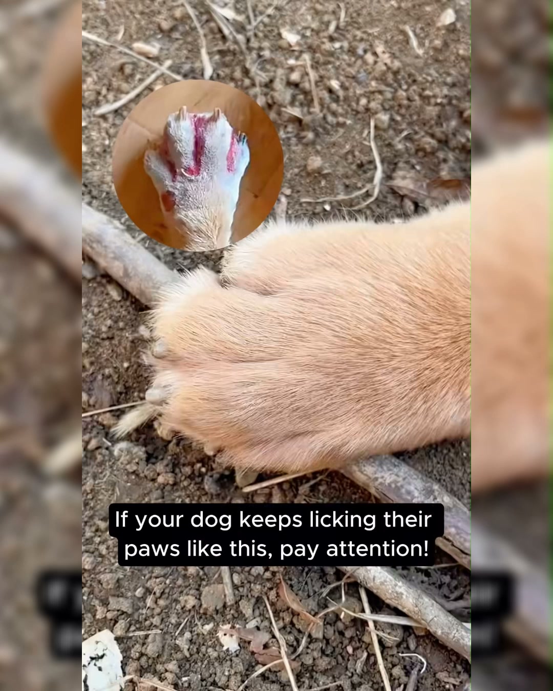 Puainta Pets Facebook ad: Soothe Your Dog's Paws with Ease