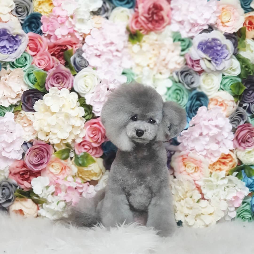 June's Pet house Facebook ad