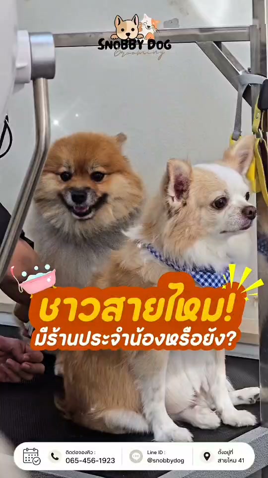 SnobbyDog Grooming & Spa Facebook ad: บริการอาบน้ำ - ตัดขนน้องหมาน้องแมวพรี่เมี่ยม