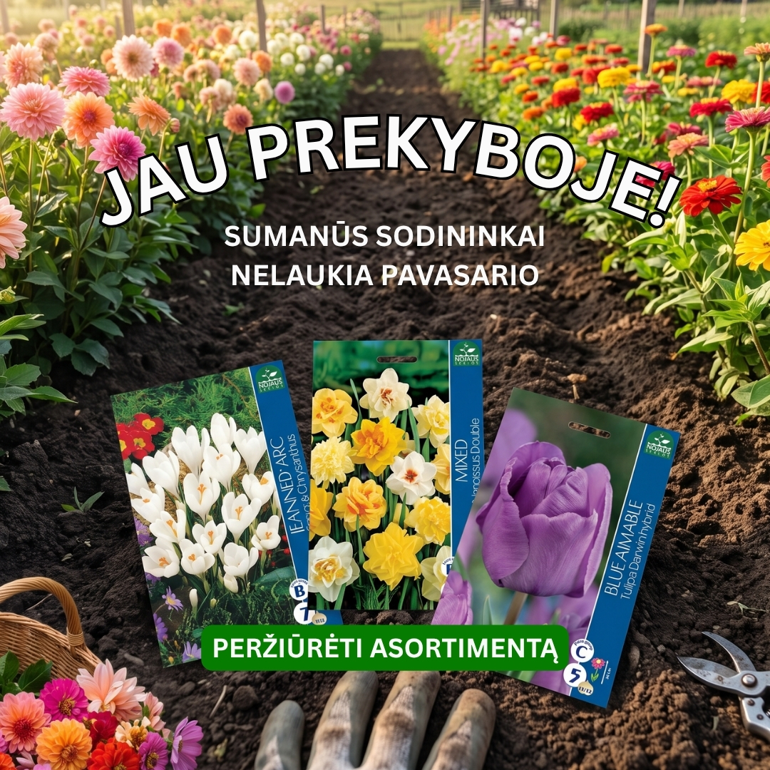 Nojaus sėklos Facebook ad: Tulpės, narcizai, krokai