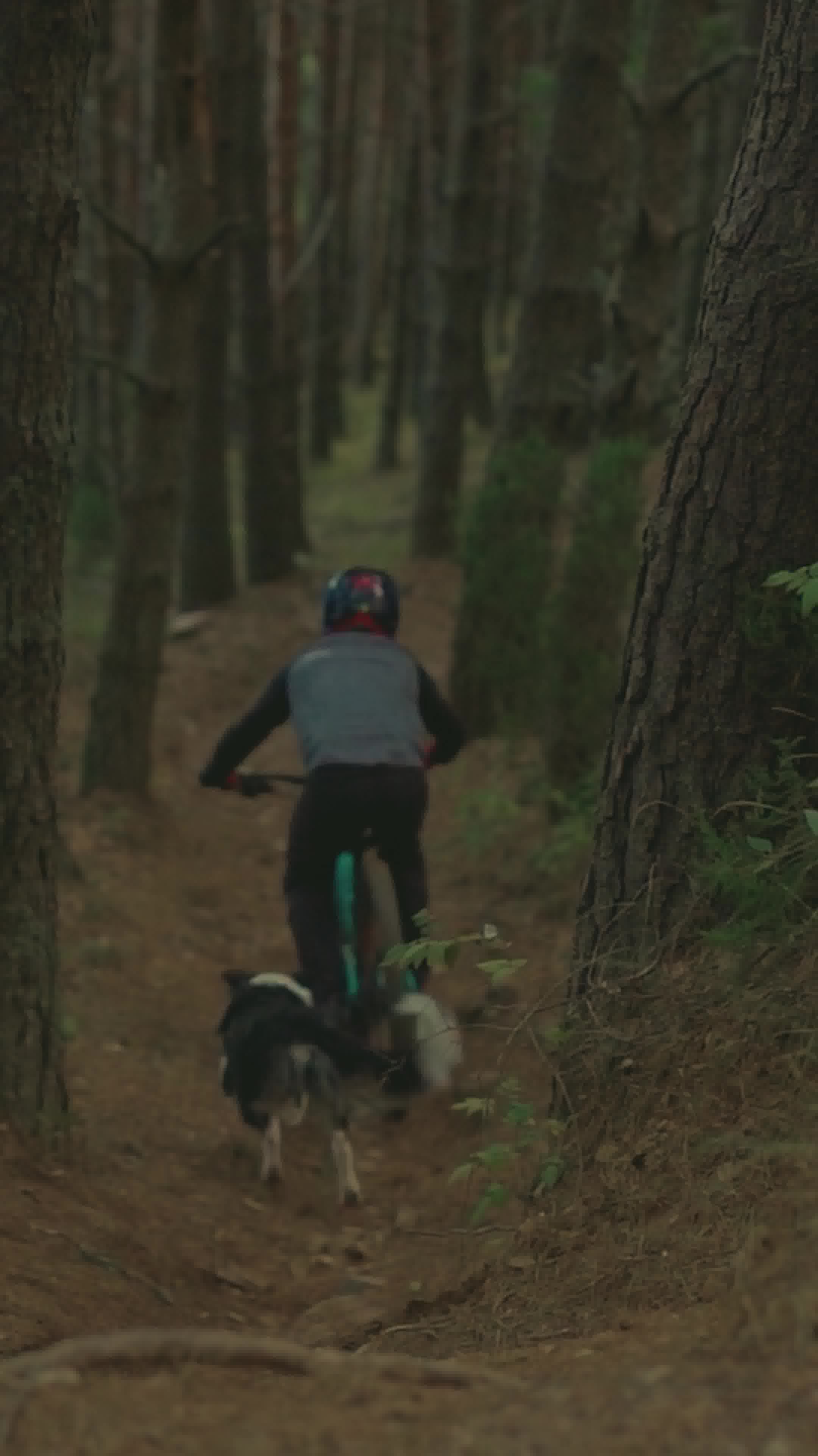 Heel Facebook ad: Off-Leash Freedom on Any Trail