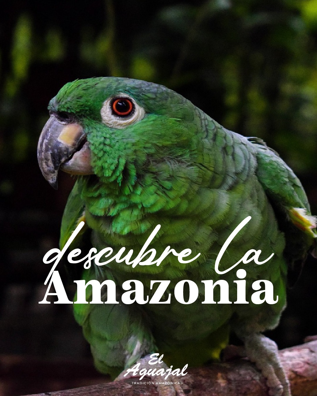Aguajal los Olivos Facebook ad: Cocinamos como nos enseñaron en casa: recetas heredadas…