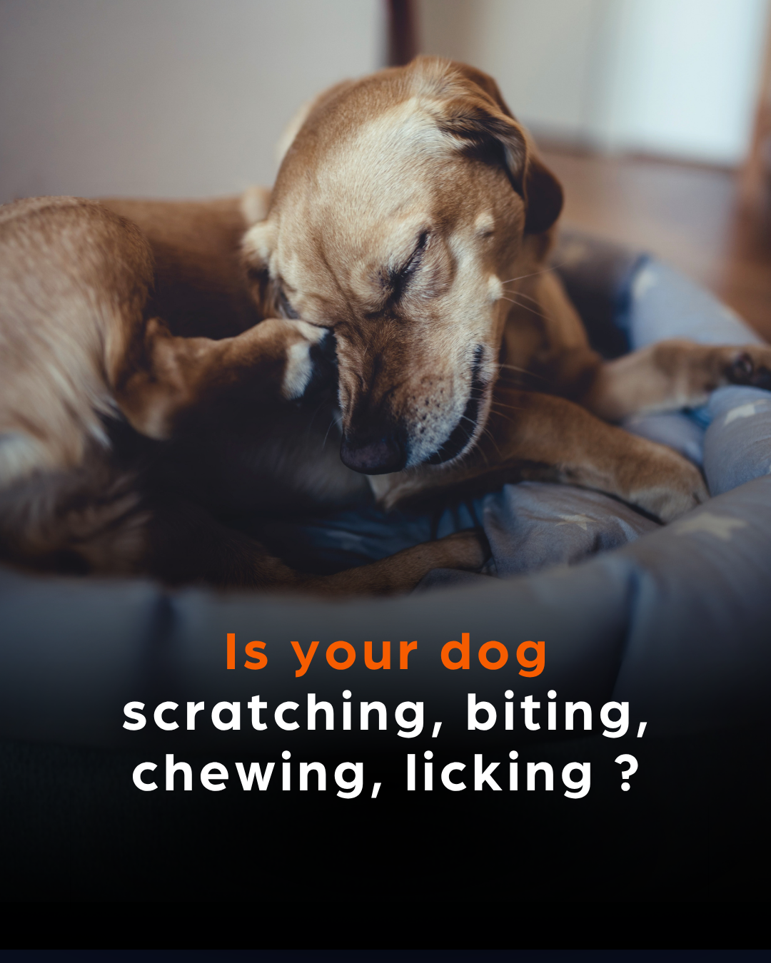 Zoetis Pets Facebook ad: Tired of the constant itching?