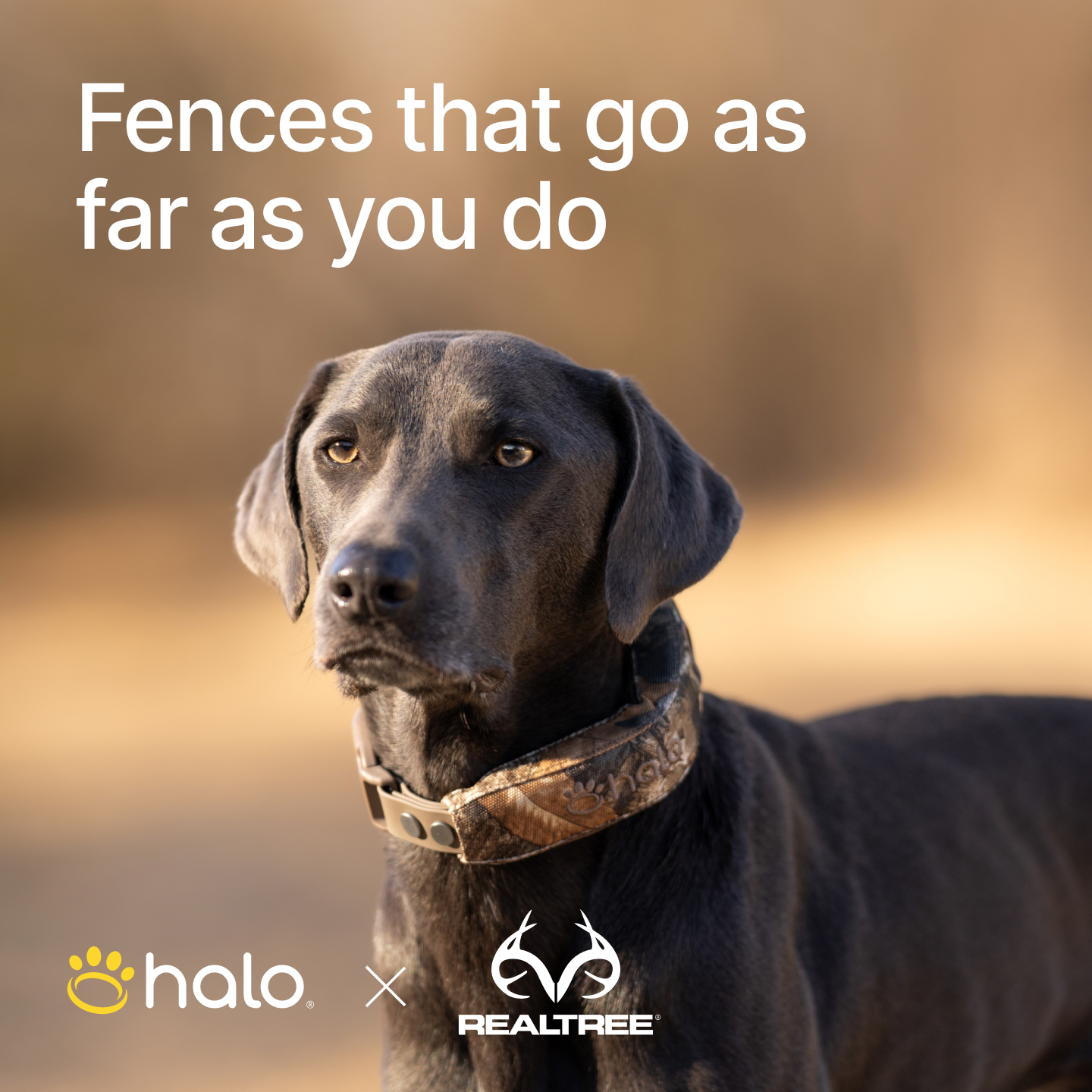 Halo Collar Facebook ad