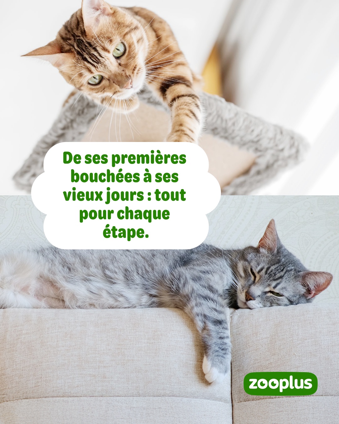 zooplus Facebook ad