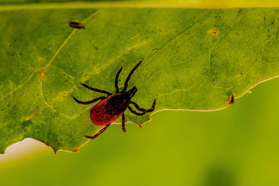 Lakes Region Tick Control Facebook ad