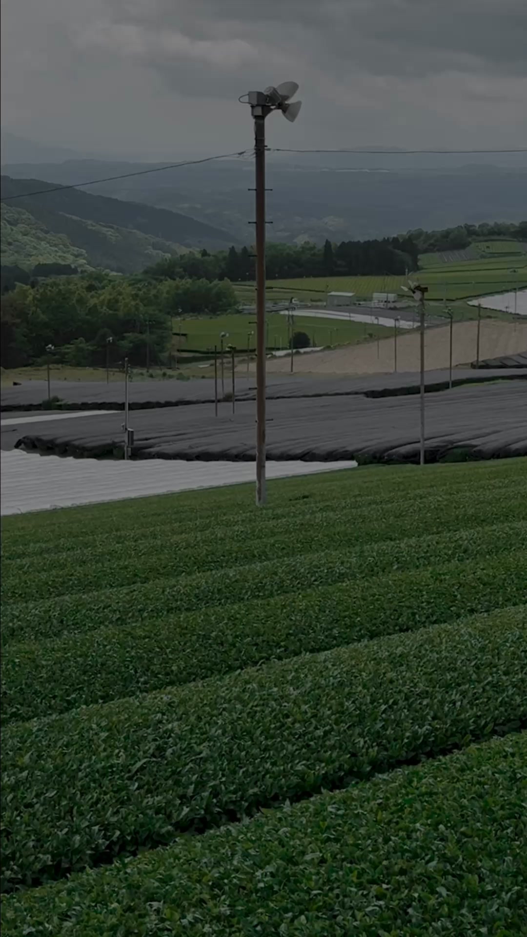 Naoki Matcha Facebook ad: From Japan's Tea Fields to Your Cup