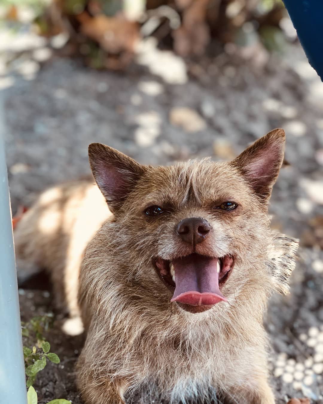NHV Natural Pet Products Facebook ad: OcuLove for Dogs