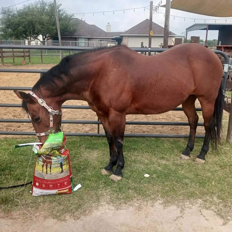 Nutrena Feed Facebook ad: See the Difference: Horse Feed Trial