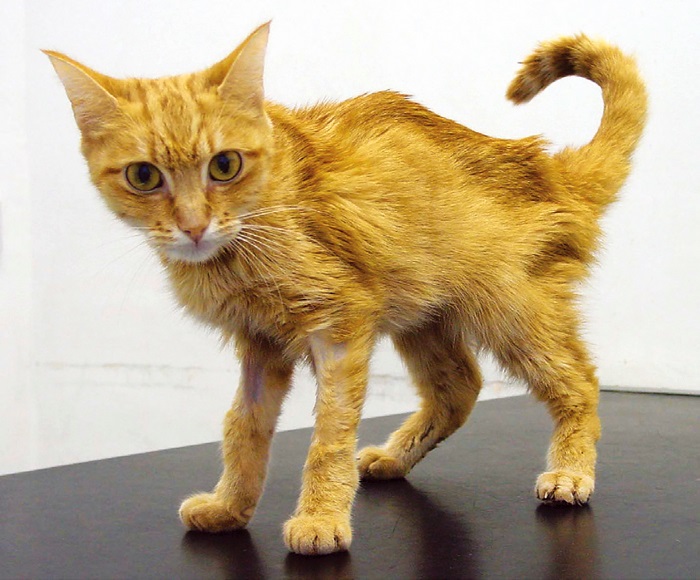 Blisso Pet Facebook ad