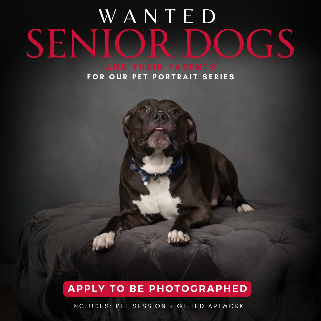 Haus of Portraiture Facebook ad: Senior Dogs Wanted