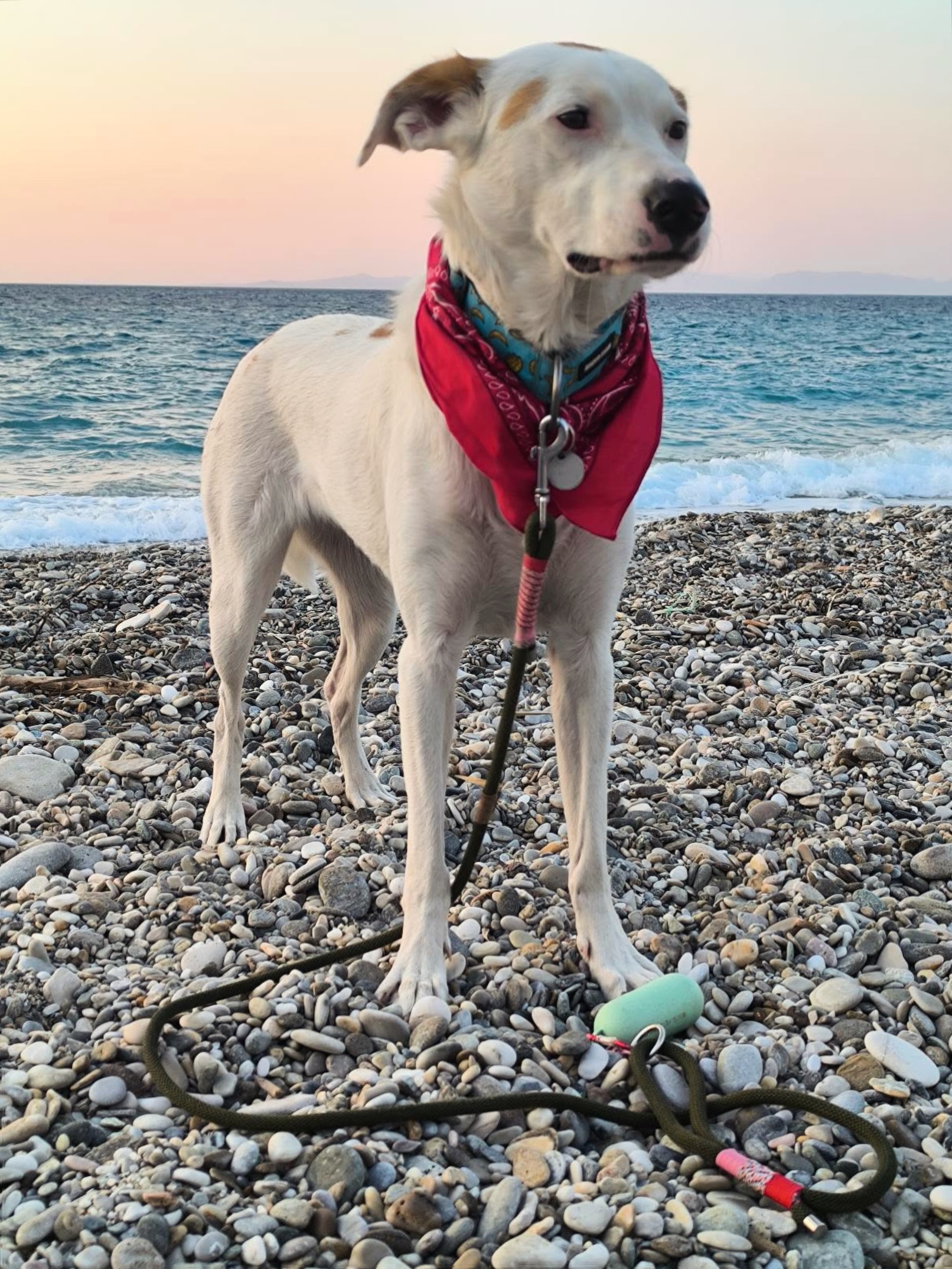 Hold Dog leashes Facebook ad: Salty girls barks better
