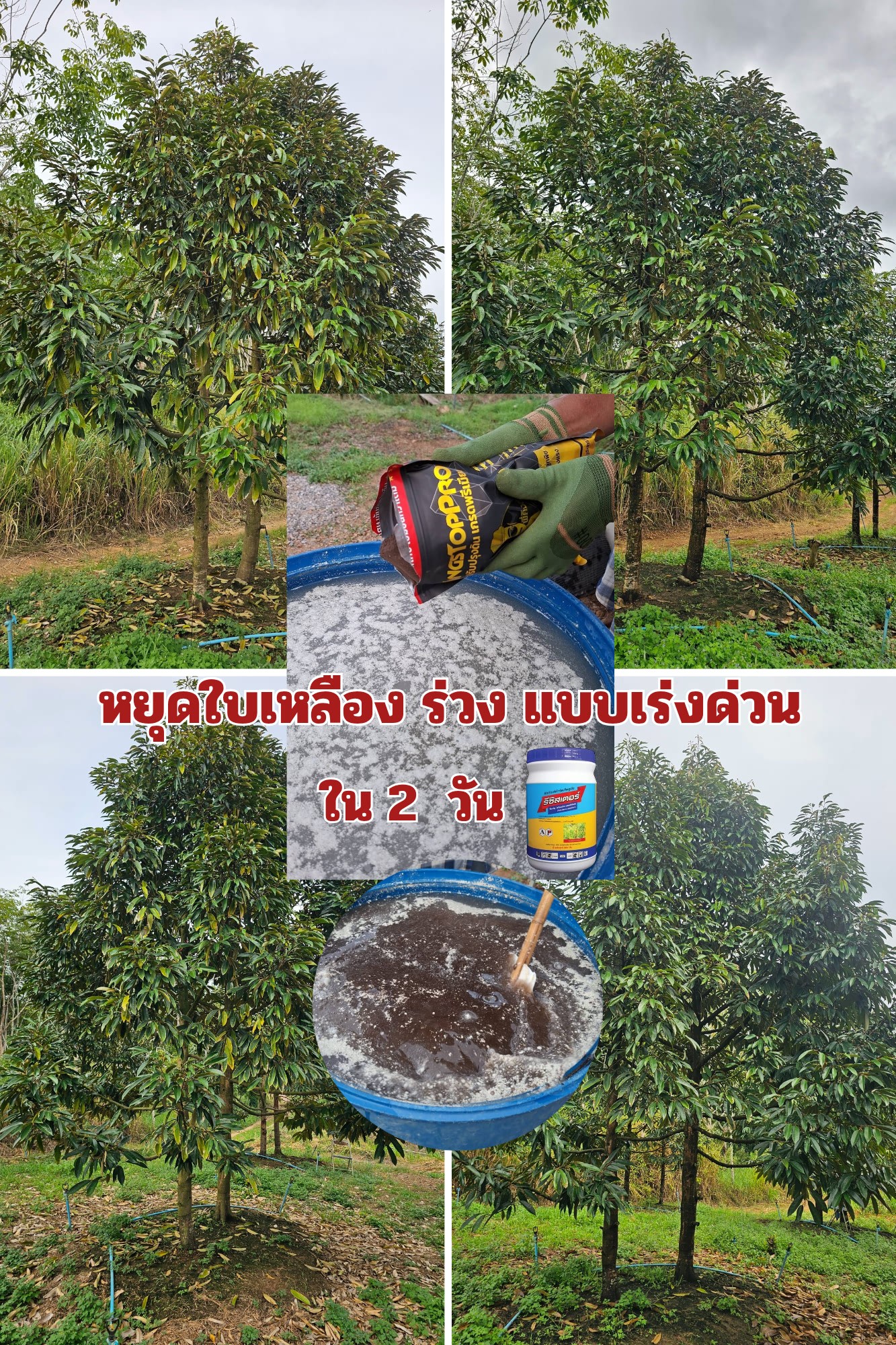 ปุ๋ยพี่คิงส์ เพจหลักภาคใต้ Facebook ad