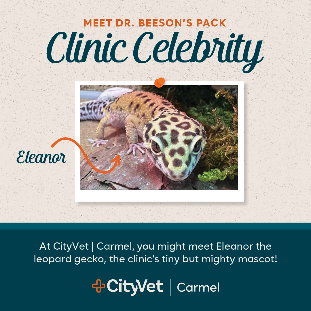 CityVet Facebook ad
