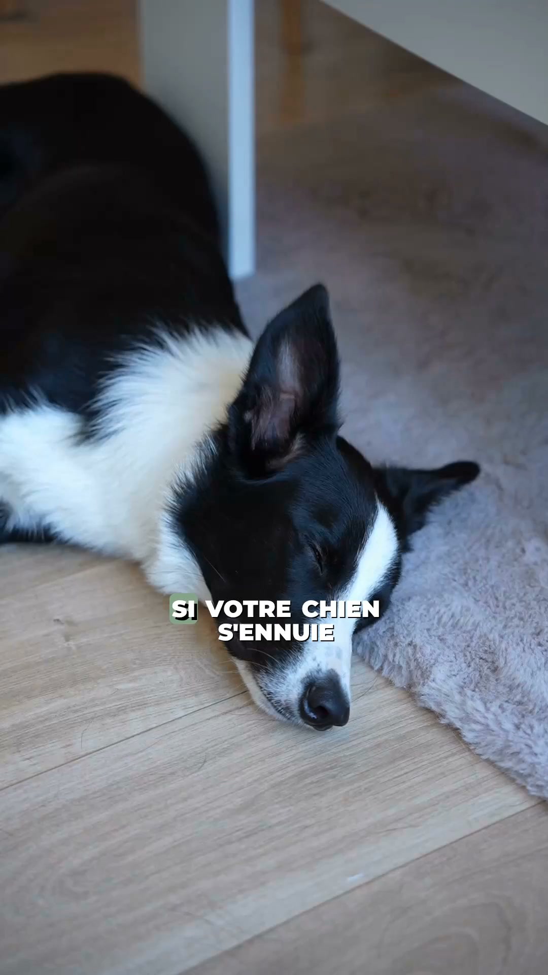 Franklin Pet Food Facebook ad: 70 % de viande ou de poisson