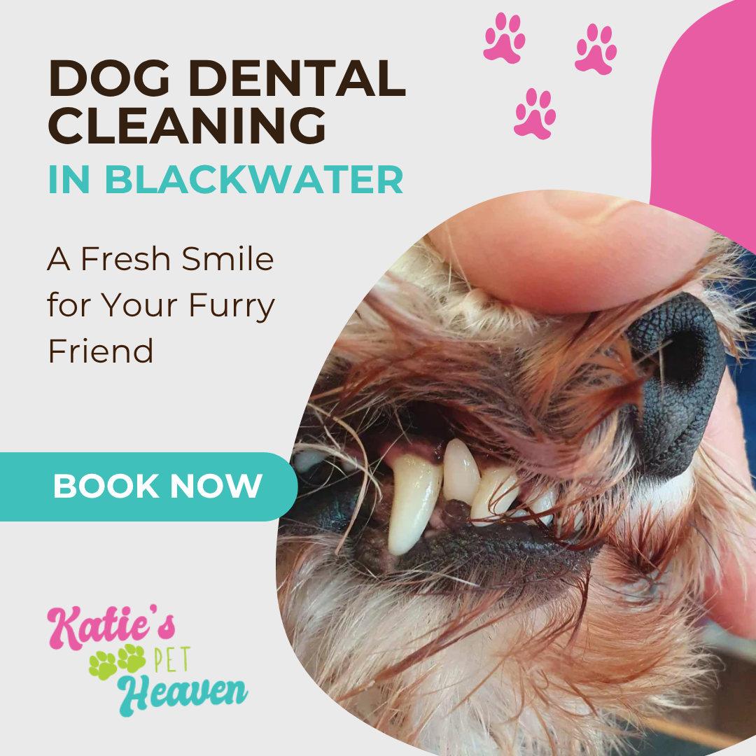 Katie's Pet Heaven Facebook ad from Jul 7, 2026