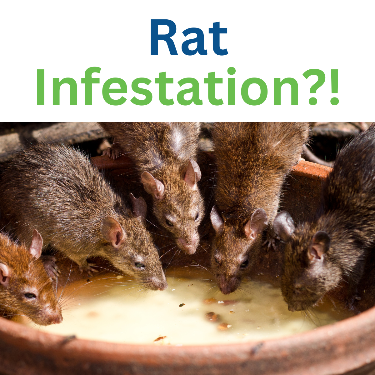 Superior Spray Pest Control and Termite Service Facebook ad: Your Pest Control and Yard Pros!