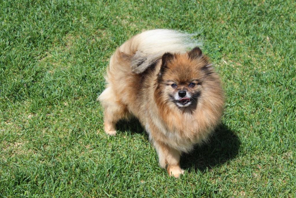 Lonsdale Grove, A Boutique Style Pet Hotel for dogs under 30 lbs and cats. Facebook ad