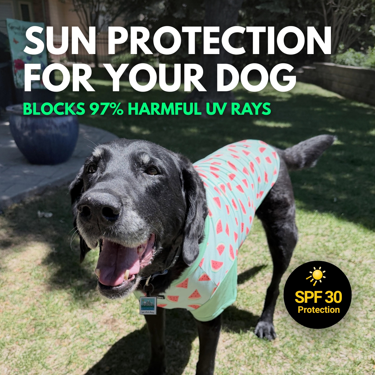 Spark Paws Facebook ad