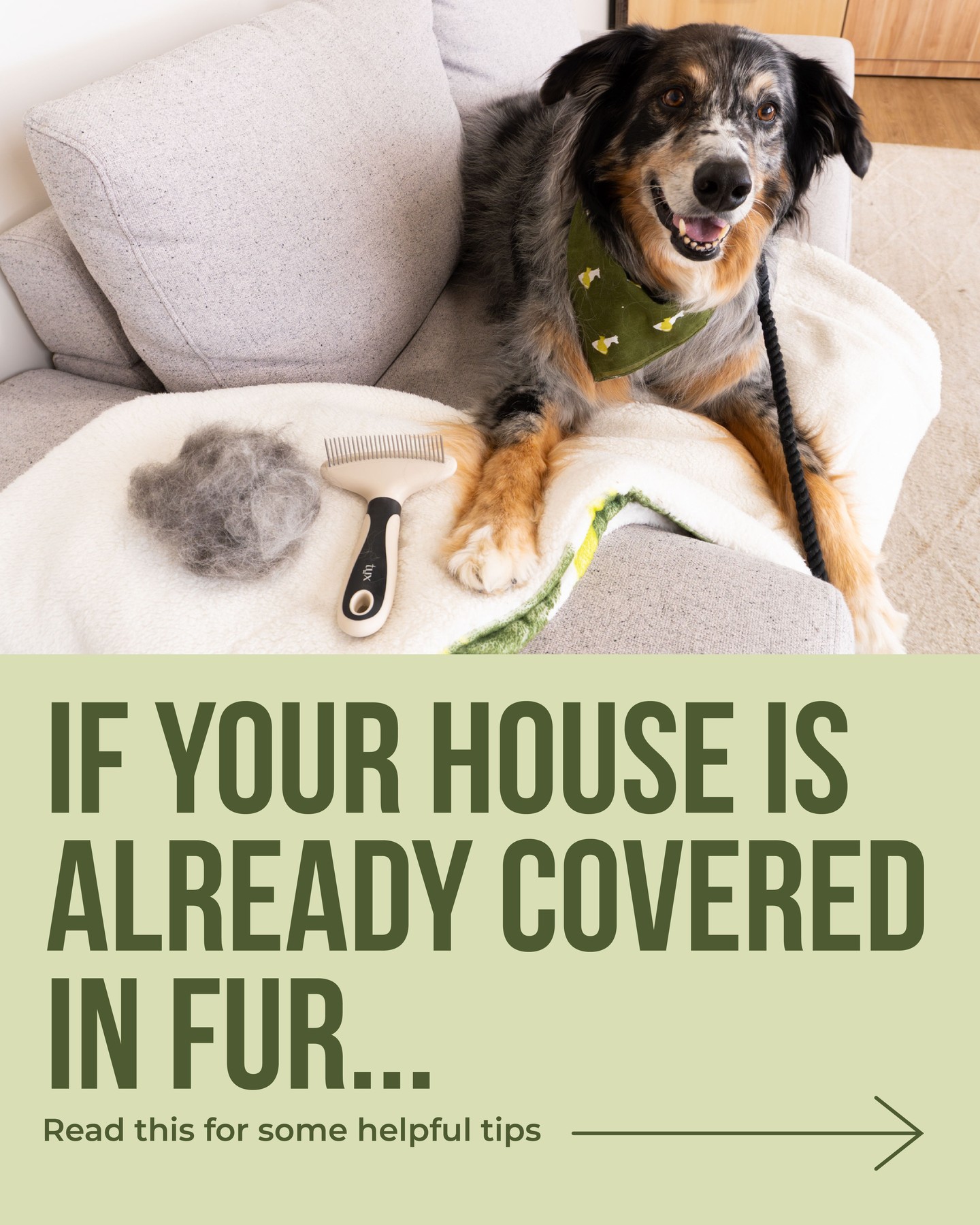 Homes Alive Pets Facebook ad