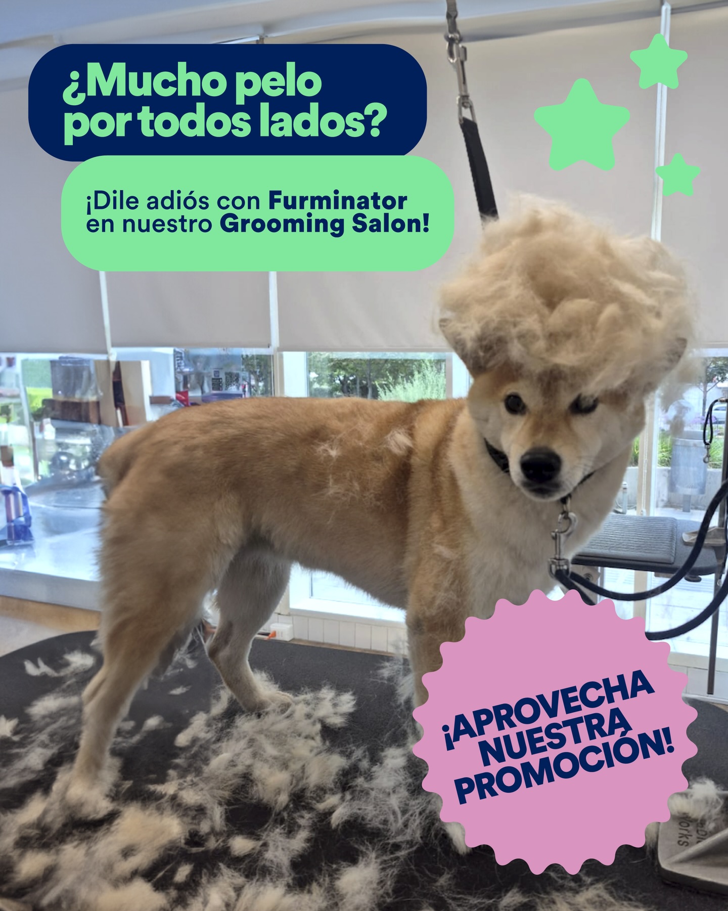 Petco Chile Facebook ad