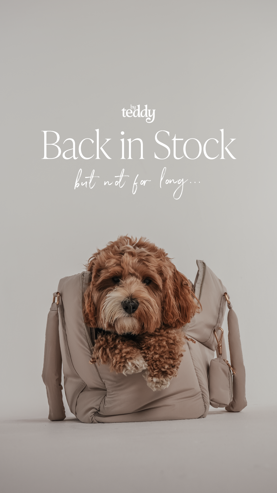 By Teddy Facebook ad