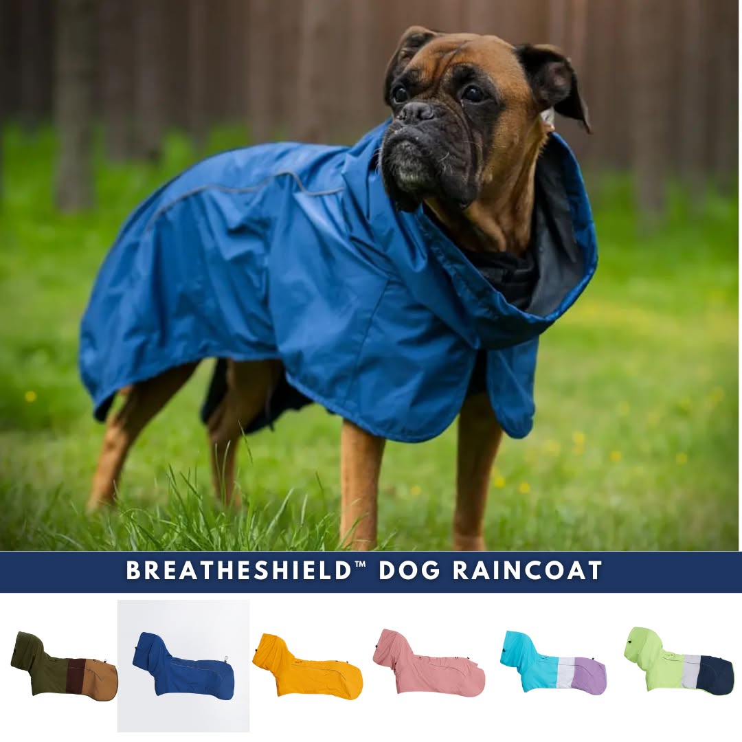 Spark Paws Facebook ad
