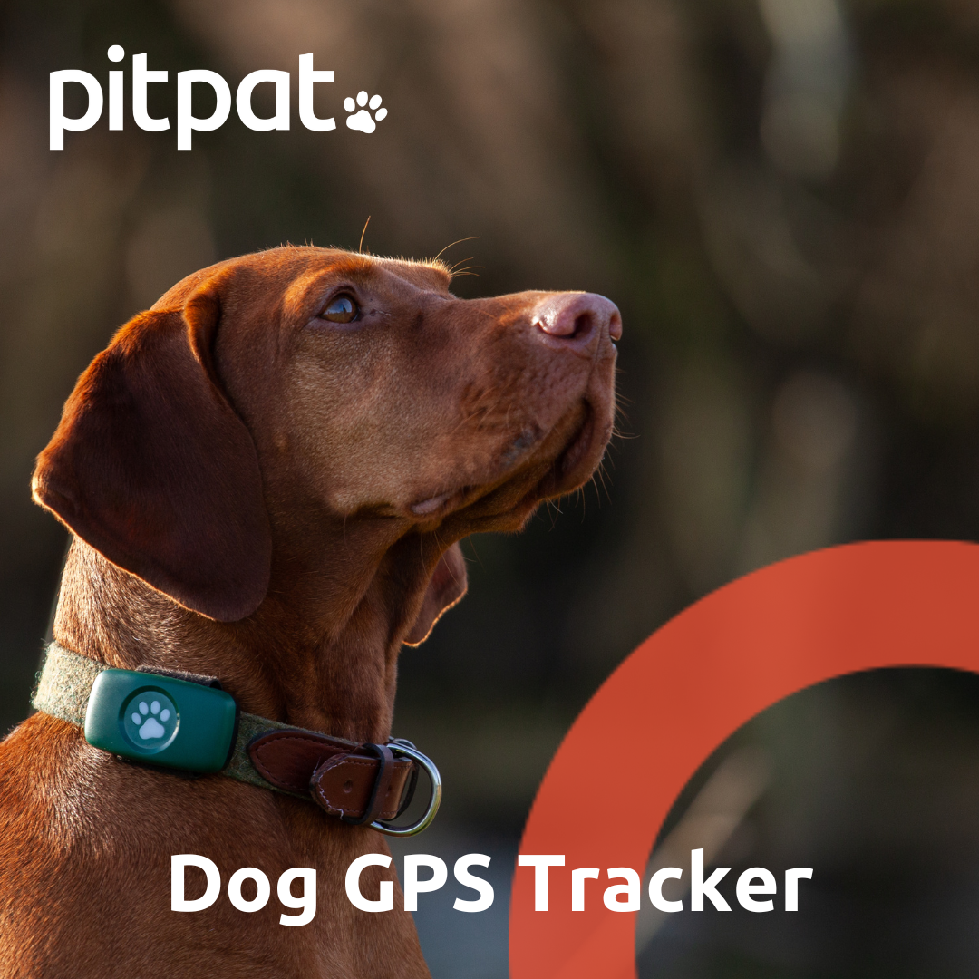 PitPat Facebook ad
