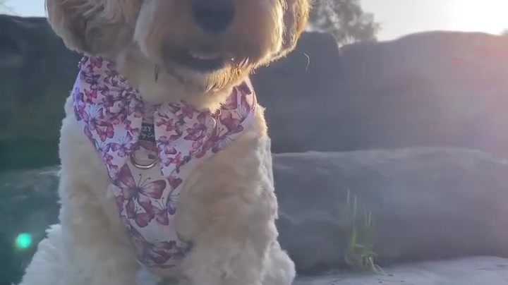 Dizzy Dog Collars Facebook ad from Aug 25, 2026