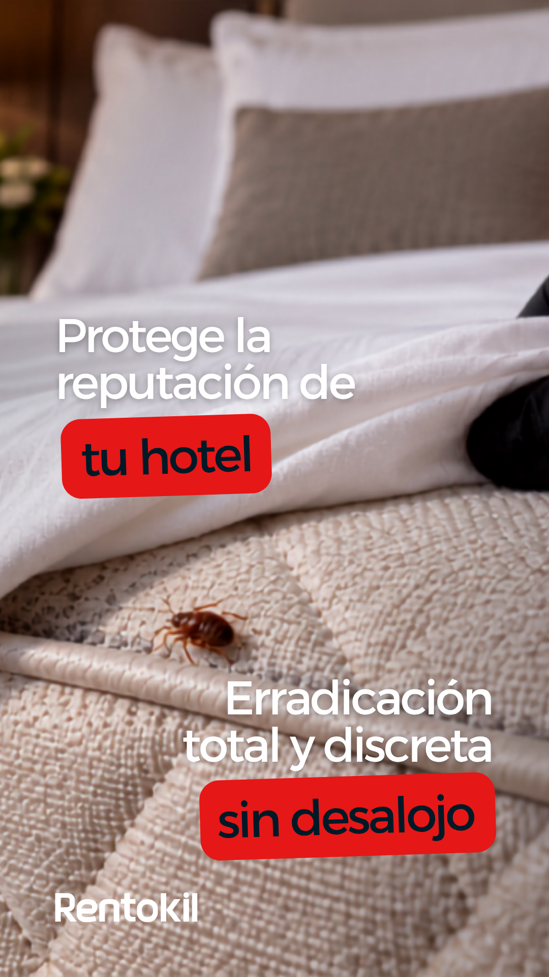 Rentokil España Facebook ad: Acaba con las chinches: soluciones rápidas y garantizadas