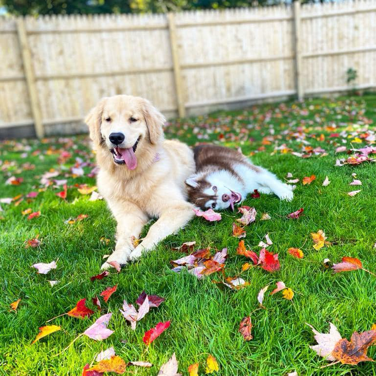 Country Hill Canine Facebook ad: Country Hill Canine | Connecticut | Dog Trainer