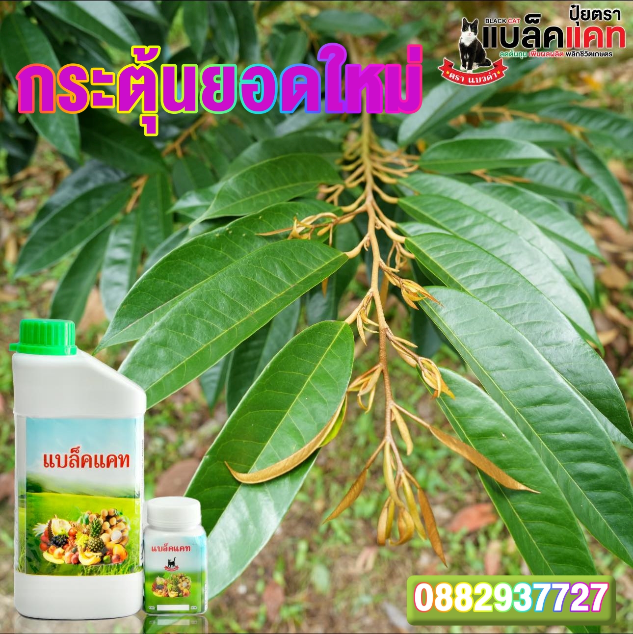 ปุ๋ยแบล็คแคท นวัตกรรมเพิ่มผลผลิต Facebook ad: ทุเรียนไม่ติดดอก ไม่ใช่เพราะดวง…แต่มันเริ่มตั้งแต่ ‘ใบ’…
