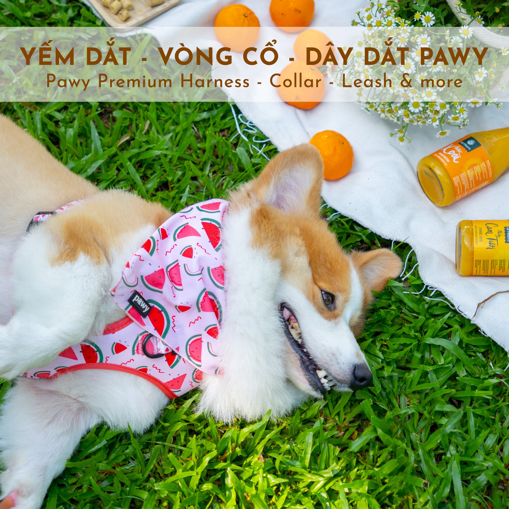 Pawy • Pet Accessories Facebook ad: YẾM DẮT & VÒNG CỔ SIÊU ÊMMMM