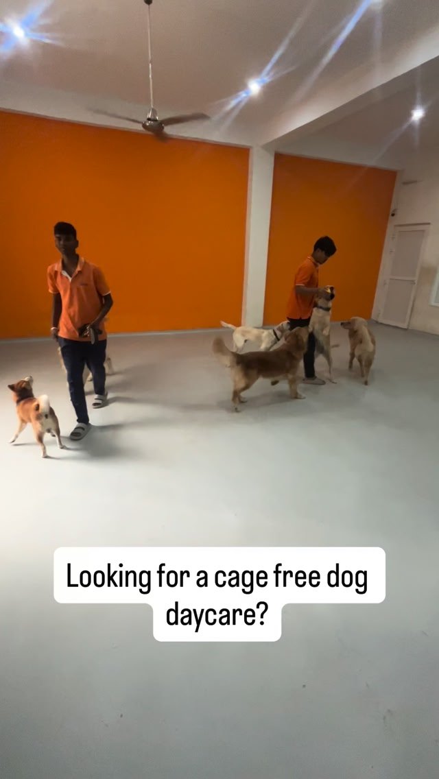 Awwzo Facebook ad: Your dog deserves freedom, not cages.