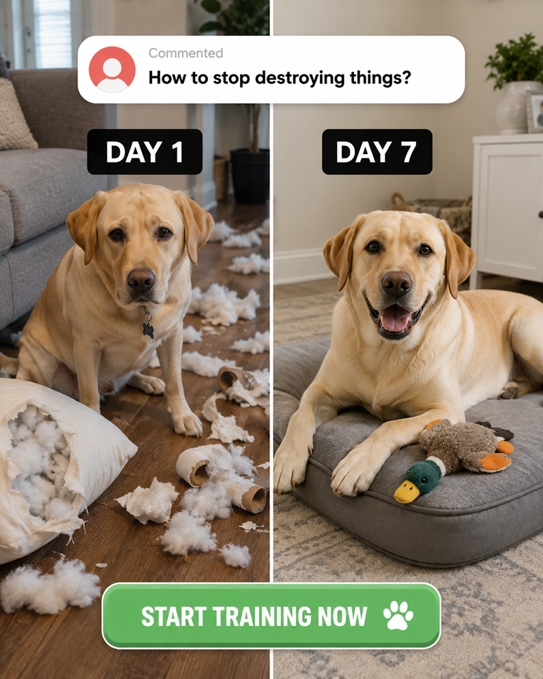 Ben Your Puppy Trainer Facebook ad
