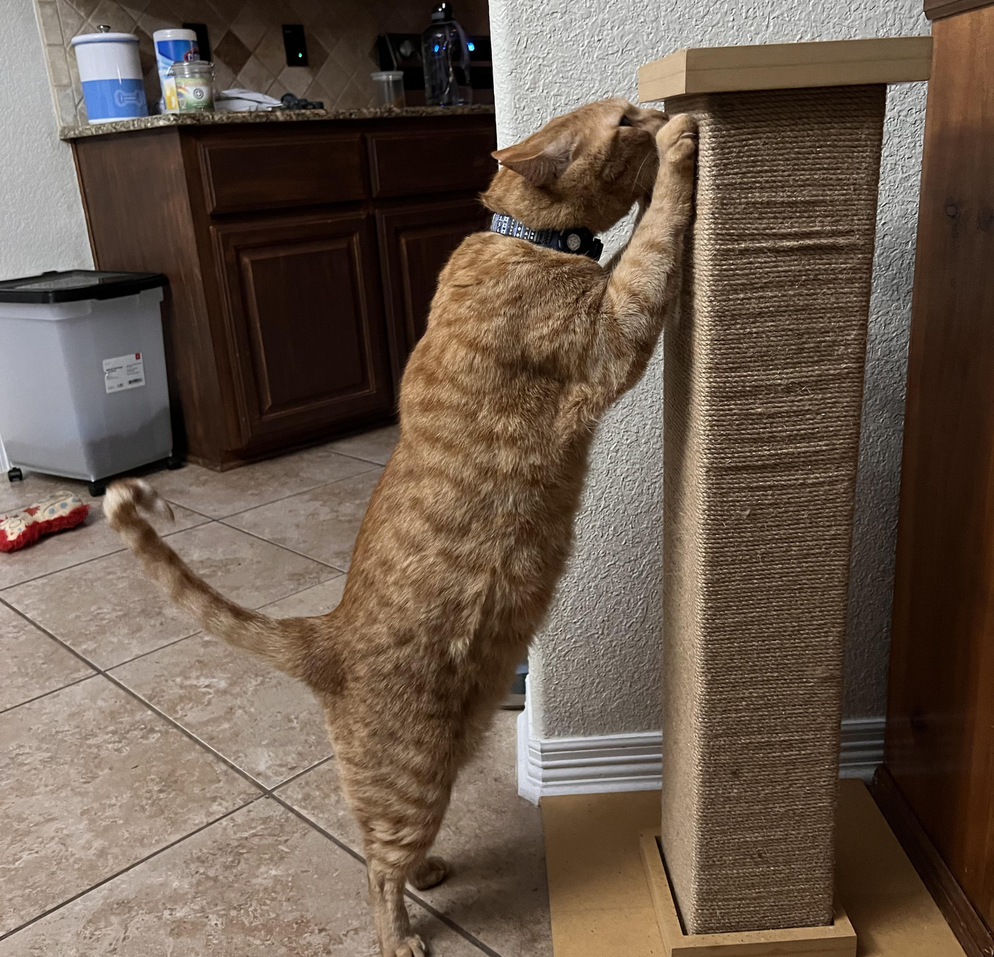 Vet Life Magazine Facebook ad