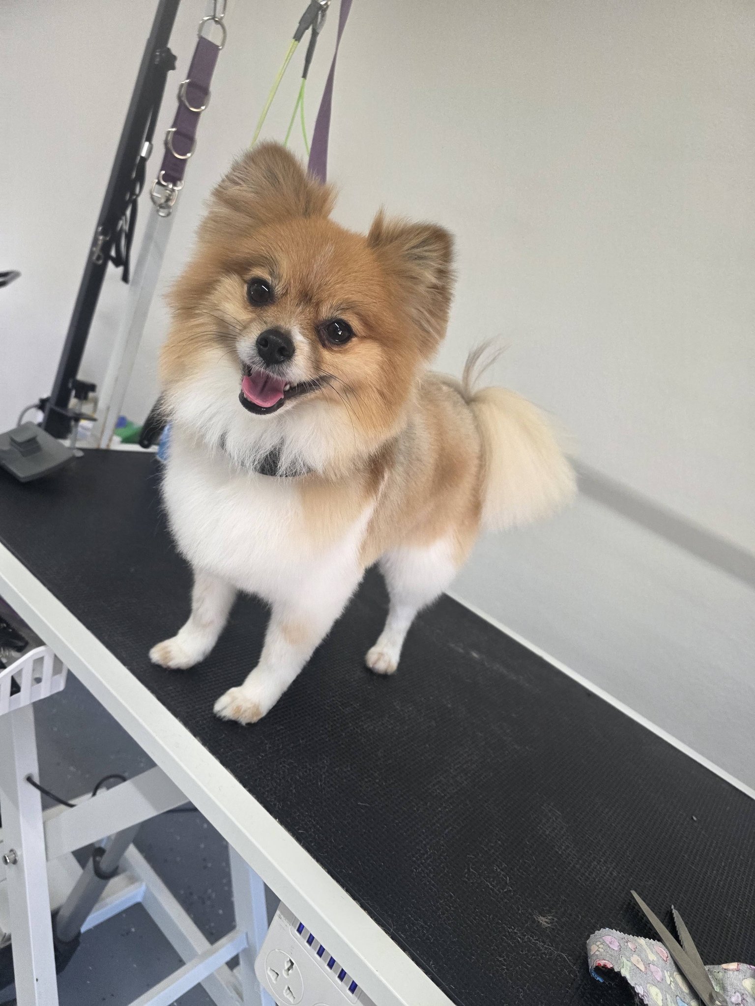 Soto's Dog Grooming Facebook ad: Valentine’s Day is almost here!