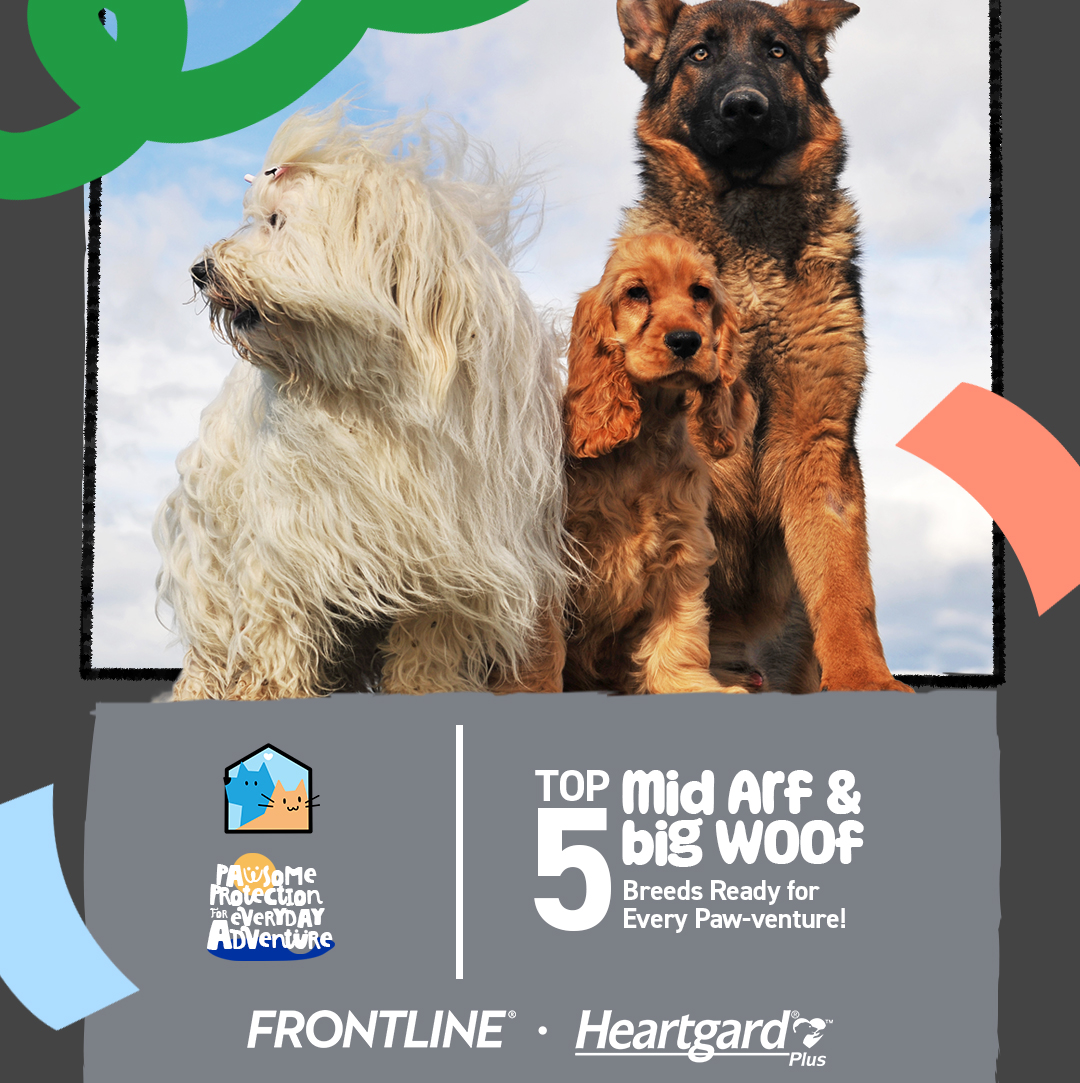 Frontline Pet Care PH Facebook ad: Top 5 Adventure-Ready Dog Breeds!