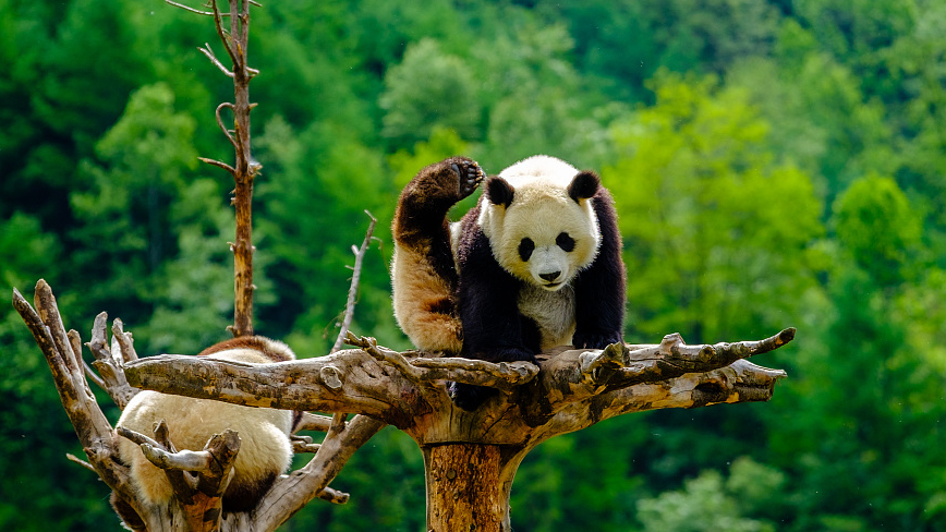 Patrick Zheng小强在中国 Facebook ad: Pandas, Great Wall, kung fu.