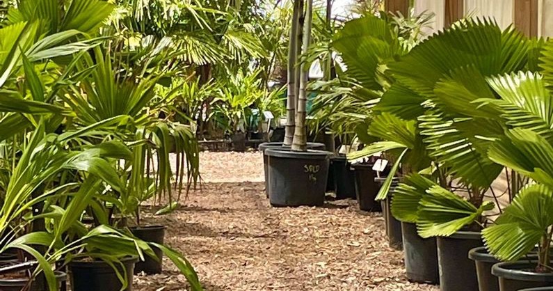True Green Nursery Facebook ad