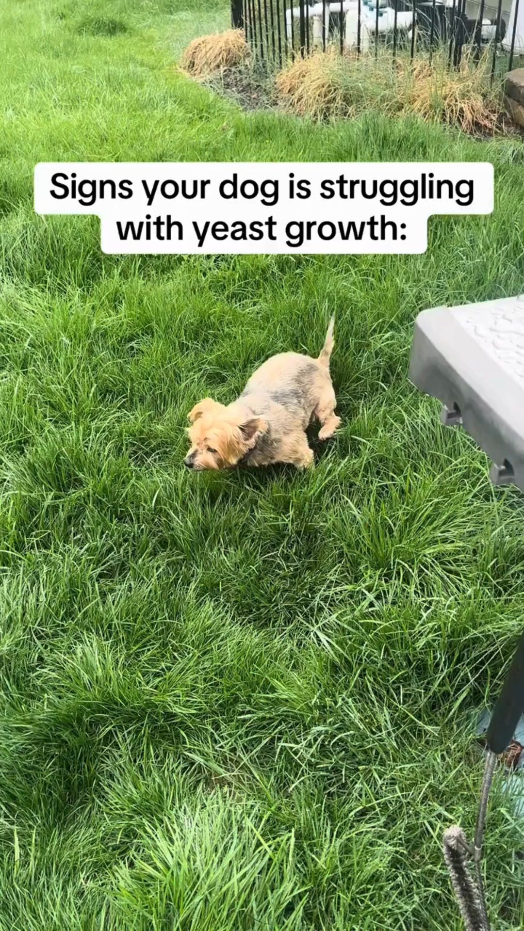PetLab Co. Facebook ad: Meet the probiotic chew that targets yeast in dogs - fast