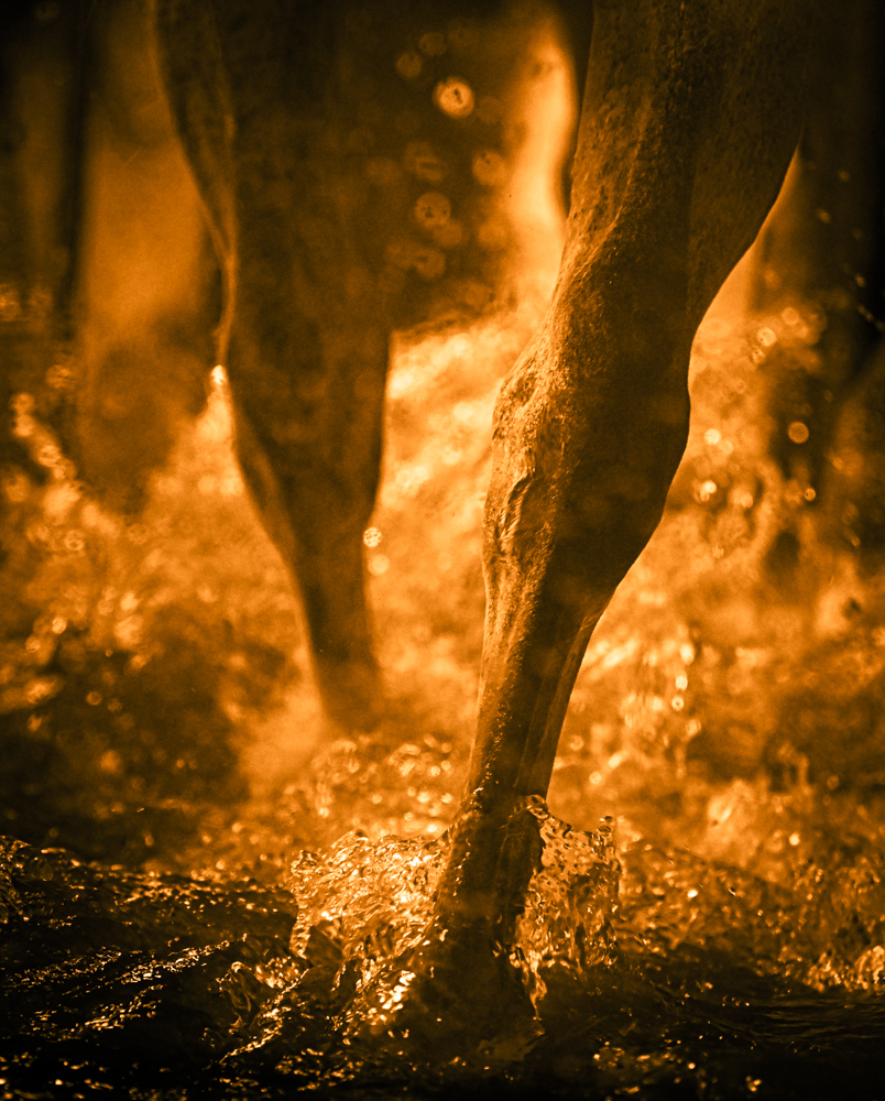 Equine Therapy International LLC Facebook ad: Water treadmills, spas, PEMF Therapy blankets, Combi plates…