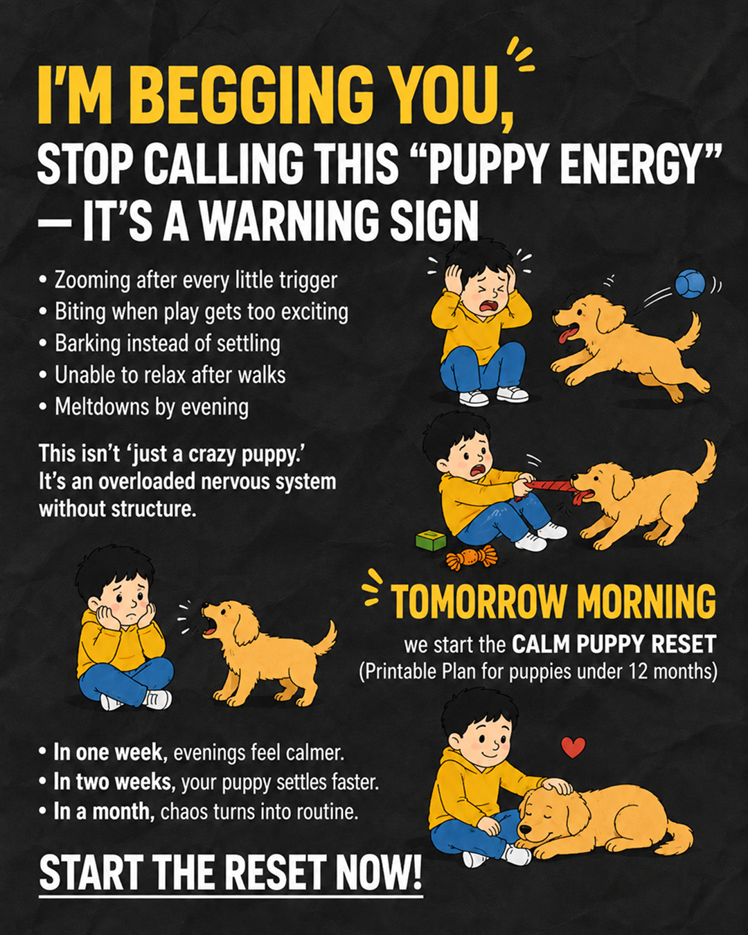 Ben Your Puppy Trainer Facebook ad