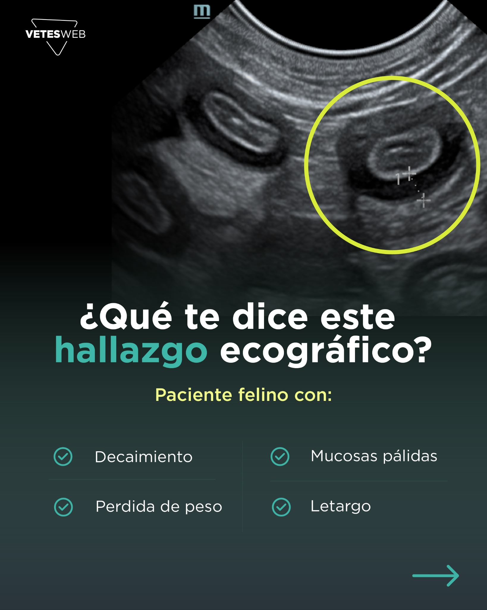 VetesWeb Internacional Facebook ad: Impulsa tu carrera con nuestros posgrados en Ecografía.