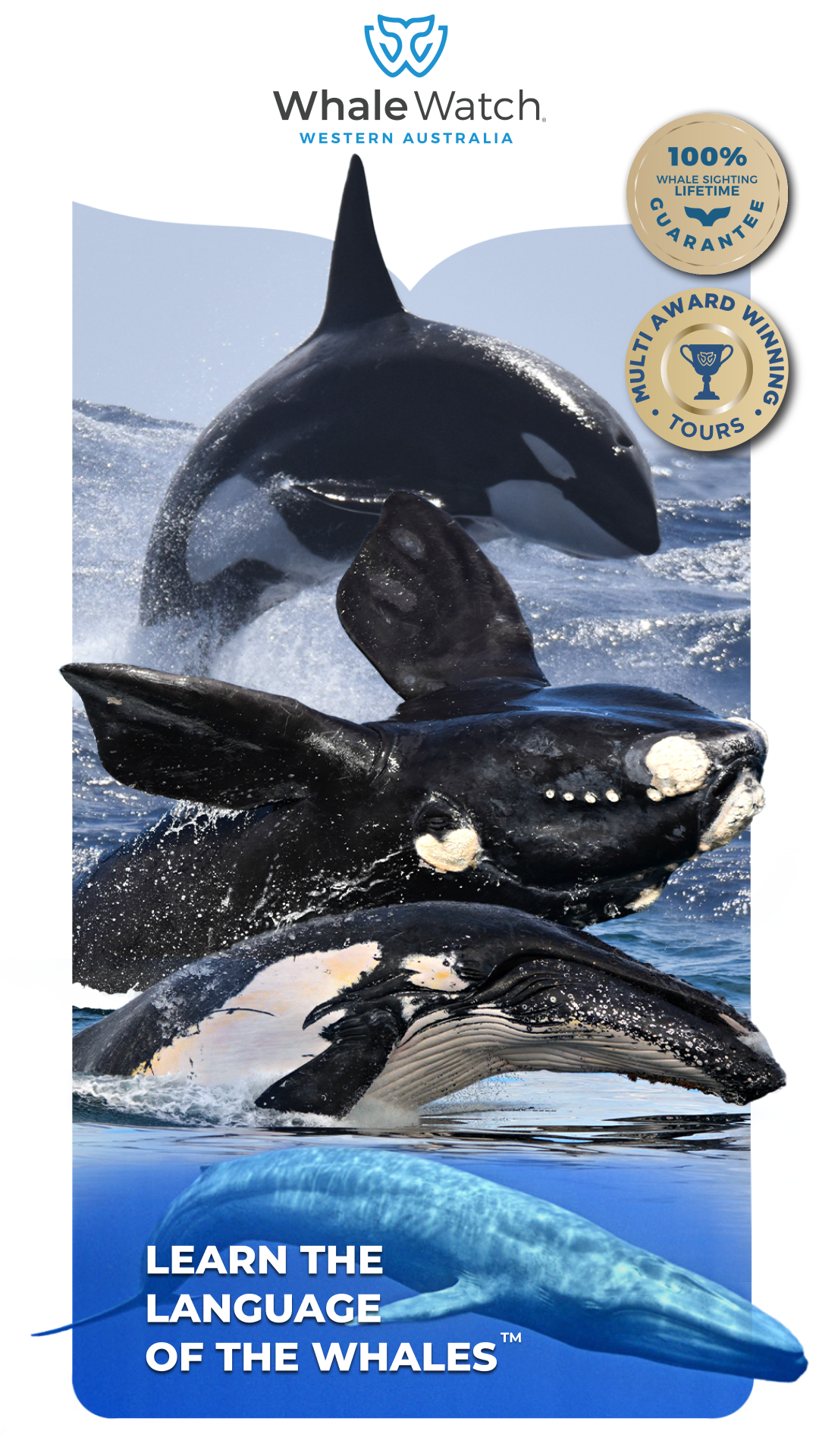 Whale Watch Western Australia Facebook ad from Jun 23, 2025