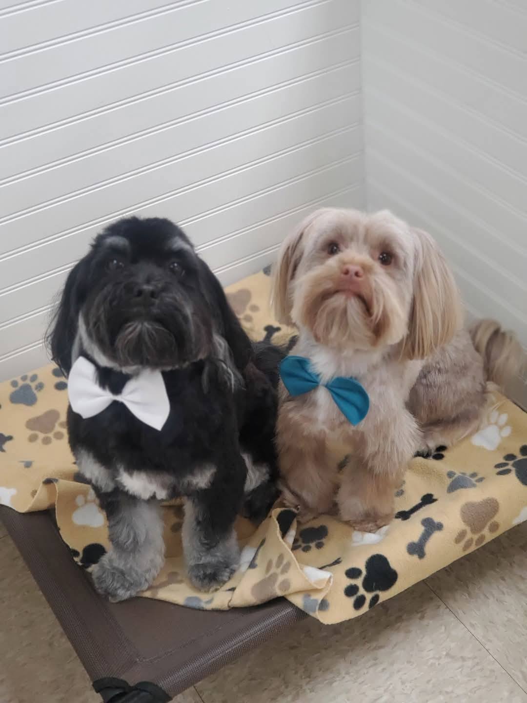 SuperDogs Grooming and Day Spa Facebook ad: Are you nervous about choosing the right groomer?