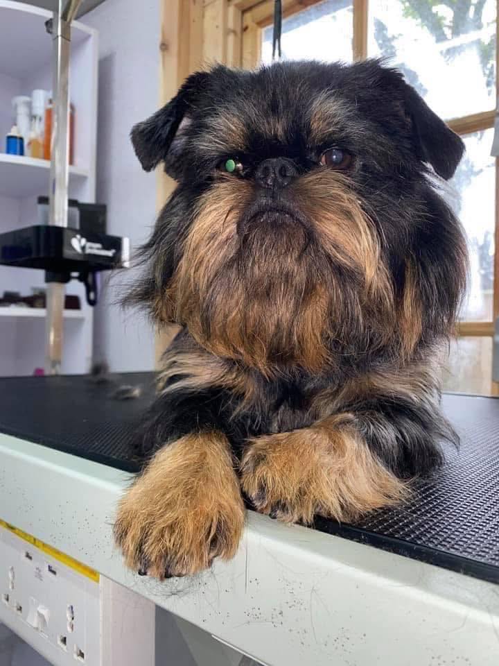 Pauline's Parlour Facebook ad: Dog grooming, shampooing and nail clipping of small/…