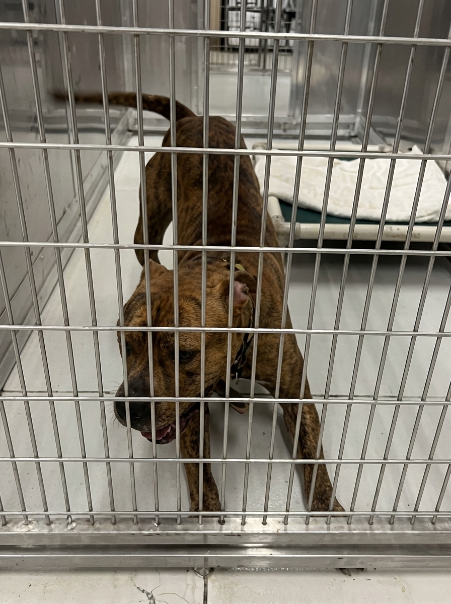 Canine Stress Research Institute Facebook ad: At 9:14 AM my client's dog was playing fetch. At 9:30 AM…