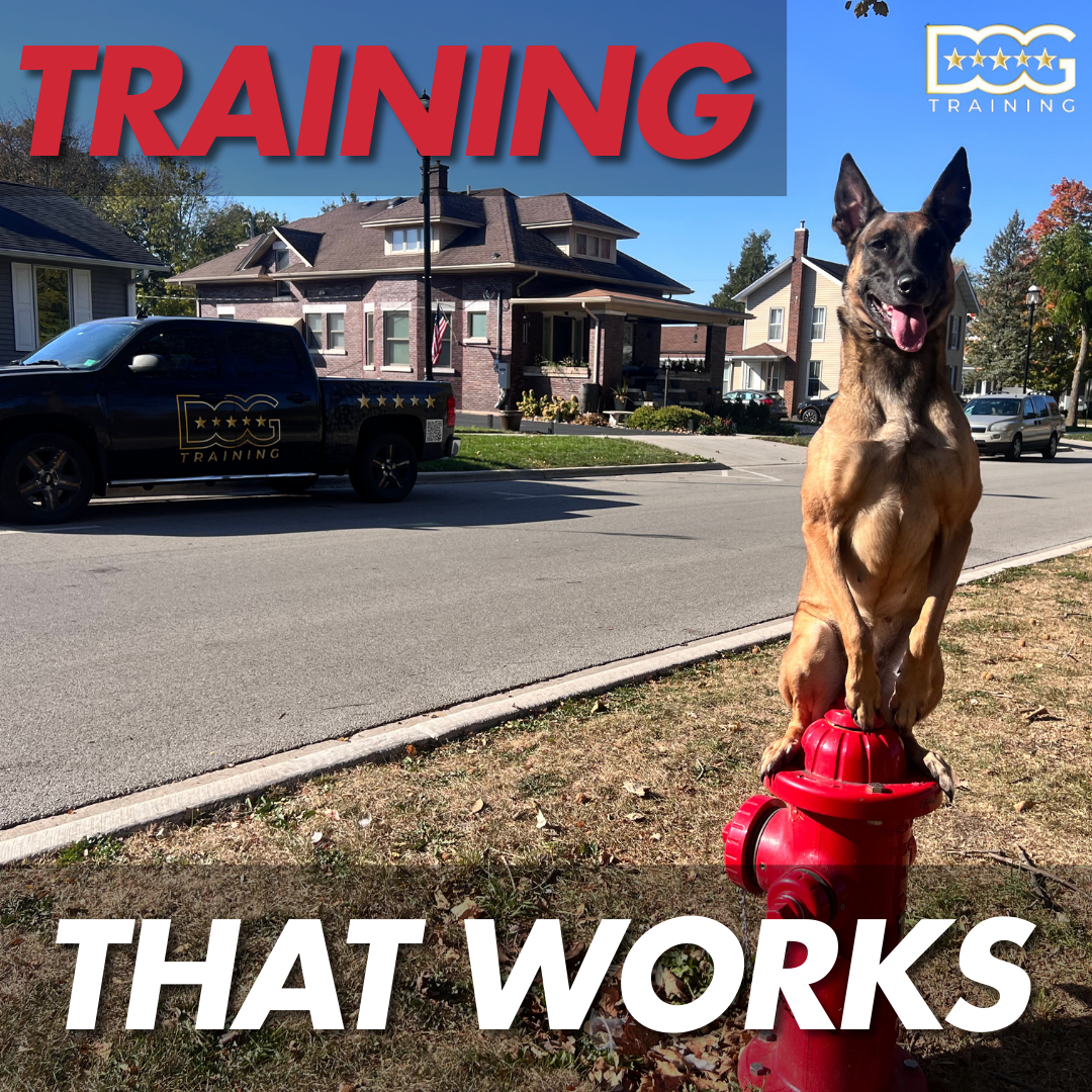 5 Star Dog Training Chicago Facebook ad: Transform Your Dog Today with Chicago’s Top-Rated Trainers!