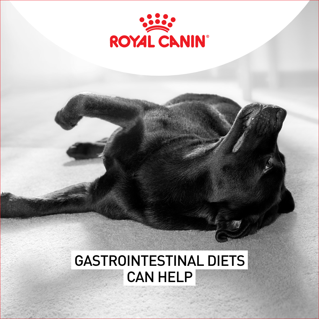 Royal Canin Facebook ad
